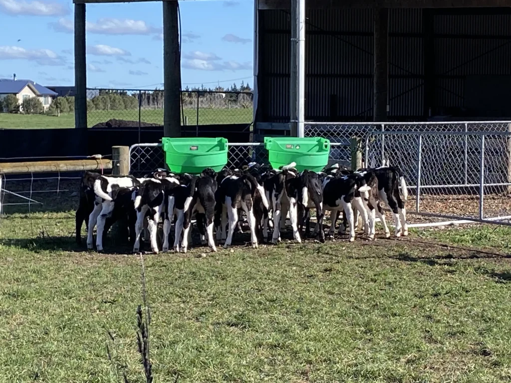 EpiVets have been involved in an 18-month long study investigating a new product for calf health and productivity. Starting from birth, feeding the product with the colostrum, through to mating, this research has been carried out on more than 10 farms, all over New Zealand. 