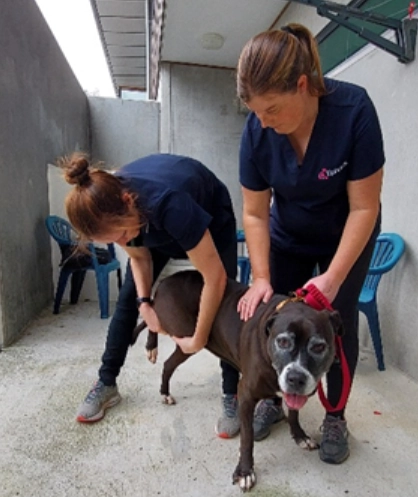 EpiVets is doing a large-scale study in six locations around New Zealand on a new product for dogs