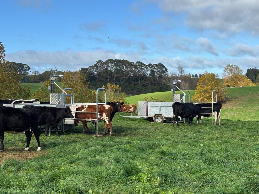 Cattle grazing during methane reduction study